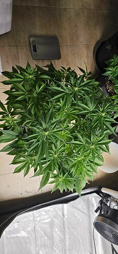 Growreport Bild 25