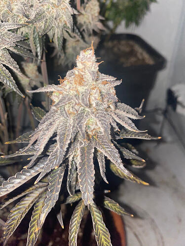 Growreport Bild 19