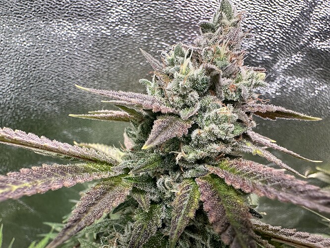 Growreport Bild 21