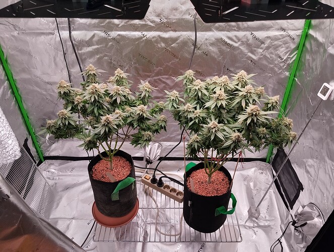 Growreport Bild 60