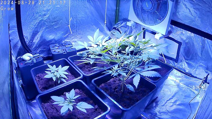 Cam_Grow-28.08.2024-2121184801