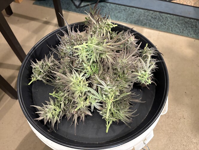 Growreport Bild 3