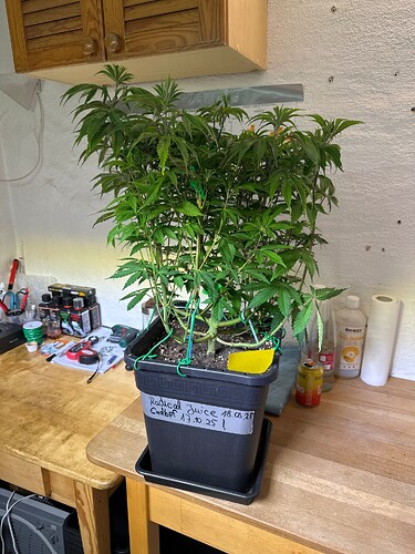 Growreport Bild 12