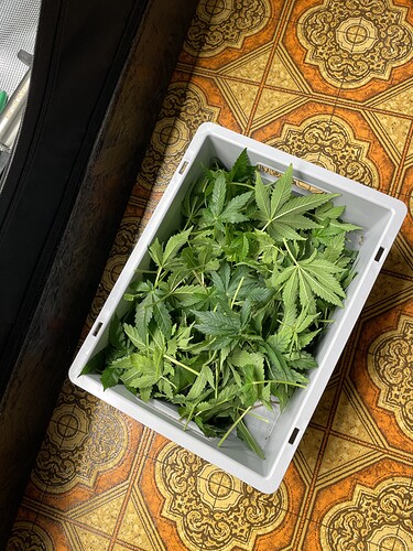 Ein weißer Behälter voller frisch geschnittener Cannabisblätter, die auf einem gemusterten Boden liegen.