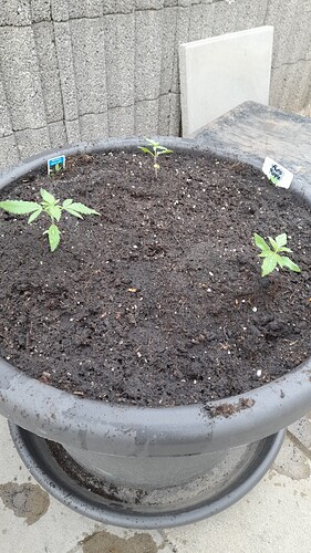Growreport Bild 1