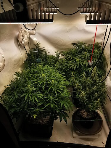 Growreport Bild 1