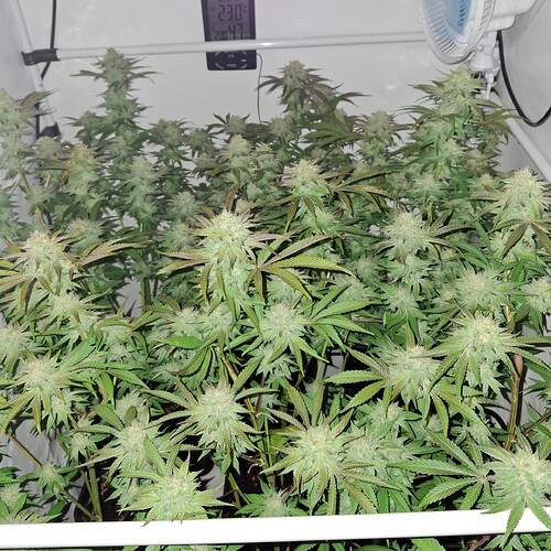 Growreport Bild 3