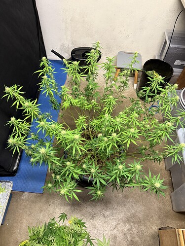 Growreport Bild 15