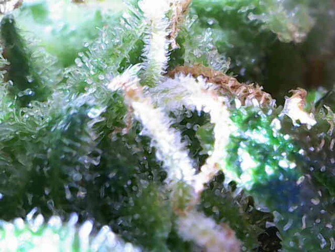Growreport Bild 59