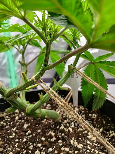 Growreport Bild 7