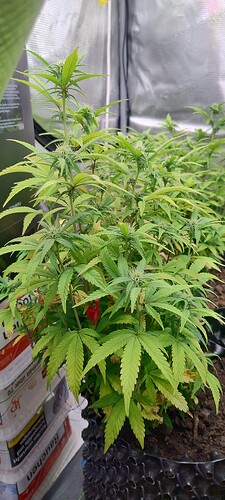 IMG_20251119_231300884_HDR
