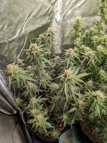 Growreport Bild 3