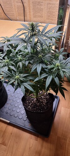 Growreport Bild 9