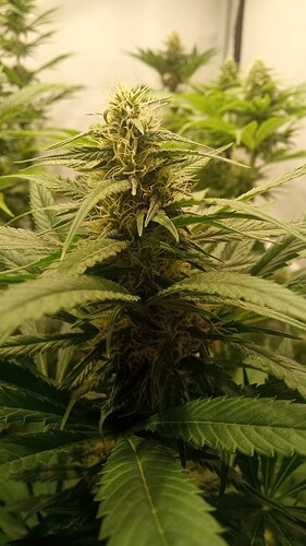 Growreport Bild 12