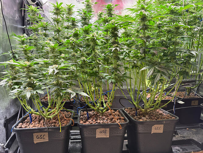 Growreport Bild 64