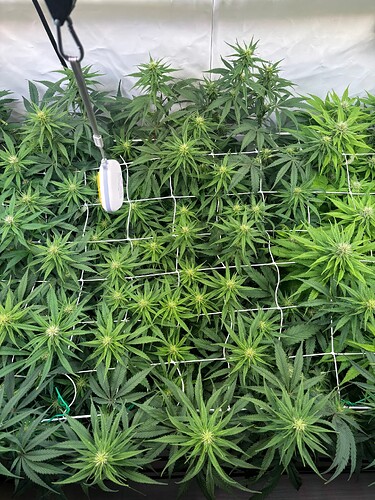 Growreport Bild 8