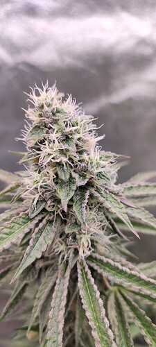 Growreport Bild 11
