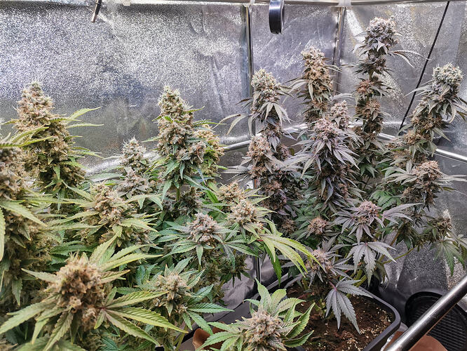 Growreport Bild 20