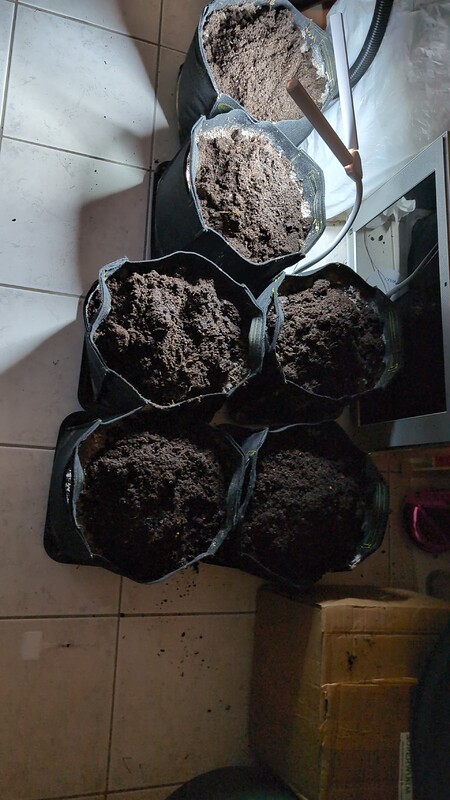 Grow Nr. 5 NO TILL // Dantes Inferno //Zoap// Permanent Marker//Black Zesty//Broken Dreams//Punch Berry RB3//