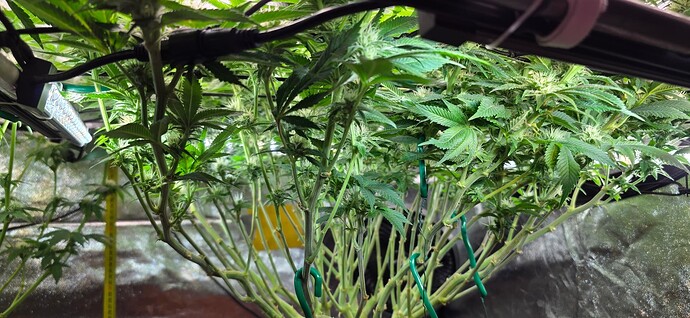 Growreport Bild 26