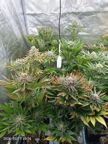 Growreport Bild 1