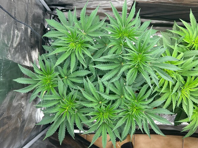 Growreport Bild 3