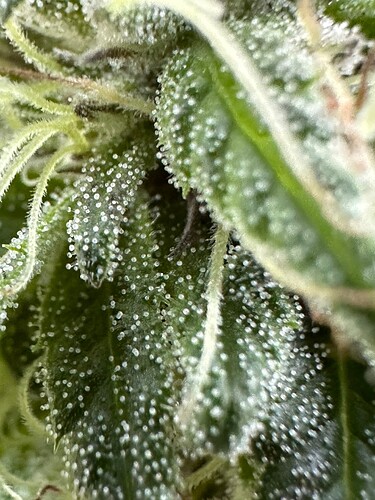 Growreport Bild 28