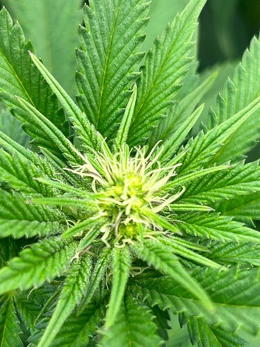 Growreport Bild 5