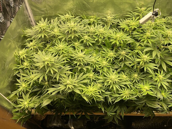 Eine dichte Ansammlung von Cannabis-Pflanzen in der Wachstumsphase, die einen Grow-Zeltboden bedecken. Mehrere Lüfter sind im Hintergrund sichtbar.