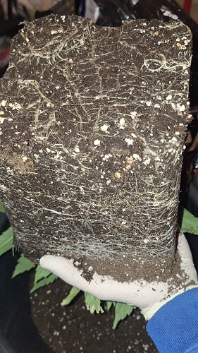 Growreport Bild 2