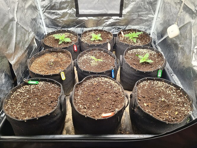 Mehrere junge Cannabispflanzen in Vlies-Töpfen, die in einem Zelt wachsen. Einige Pflanzen zeigen bereits ihre ersten Blattpaare.