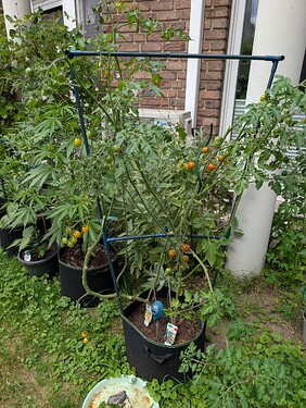 Growreport Bild 25