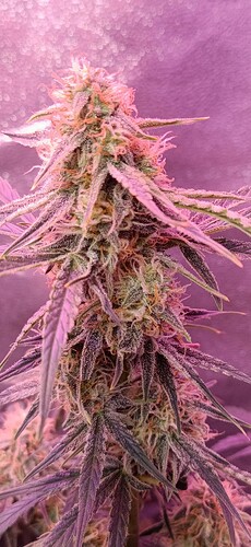 Growreport Bild 15