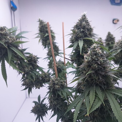 Growreport Bild 5