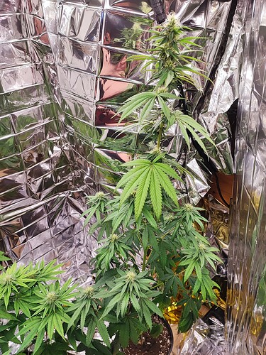 Growreport Bild 2