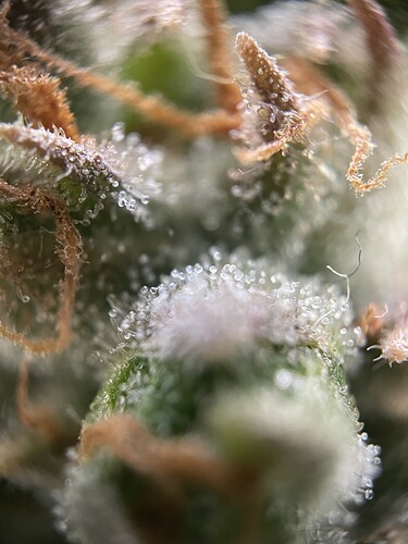 Growreport Bild 34