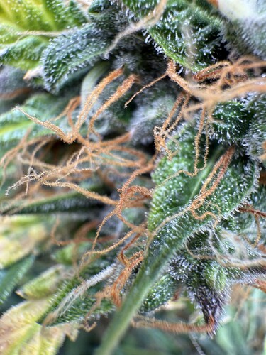 Growreport Bild 15