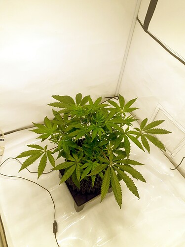 Growreport Bild 4