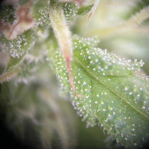 Growreport Bild 19