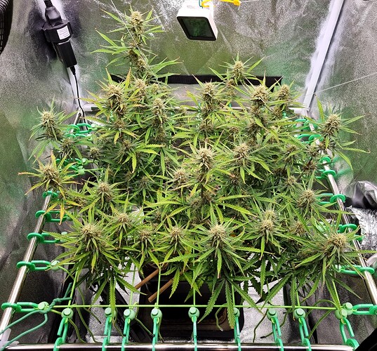 Growreport Bild 16