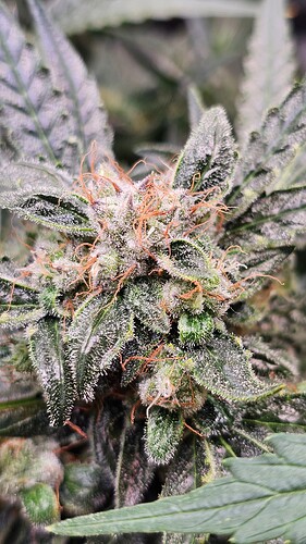 Growreport Bild 19