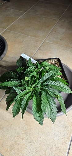 Growreport Bild 25
