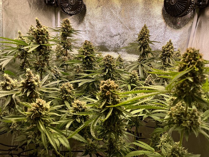 Growreport Bild 29