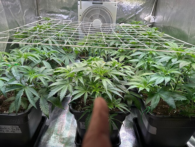 Growreport Bild 35