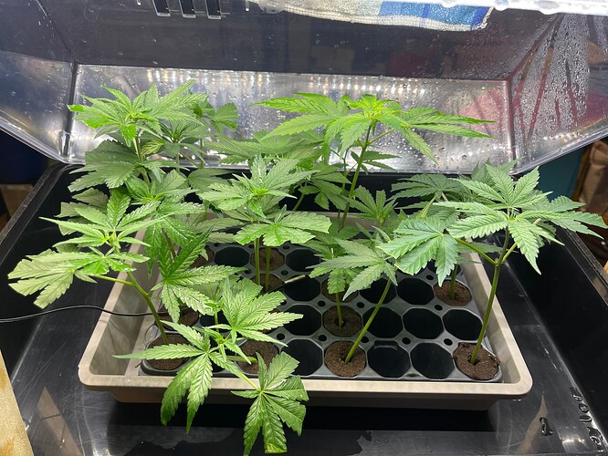 Growreport Bild 7