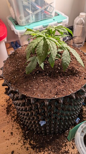 PXL_20250329_081419374.MP