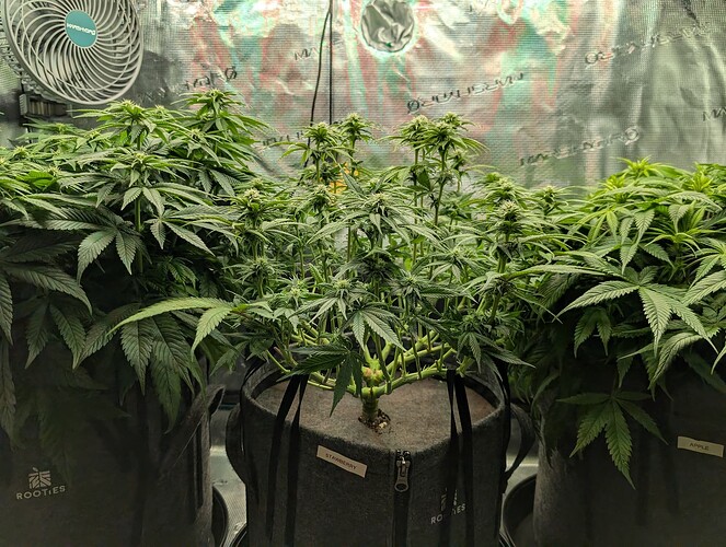 Growreport Bild 2