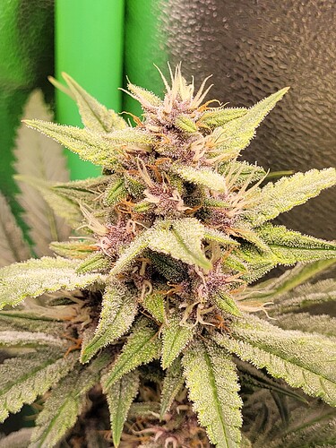 Growreport Bild 26