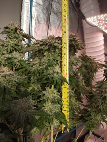 IMG_20250303_163124 - Kopie