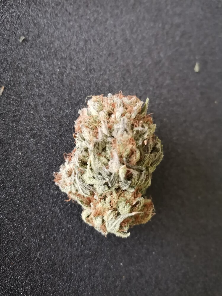 3x Blue Sunset Sherbert, Barneys Farm, 120x60, Sanlight, Biobizz